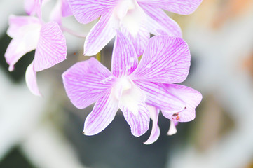 white and purple orchid flower