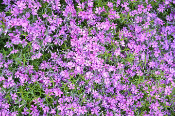 Naklejka premium The blossoming phlox awl-shaped (Phlox subulata L.), background