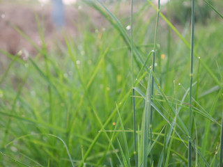 Green grass with dew in the morning day for background