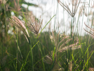 Green grass with soft light in the morning day for background