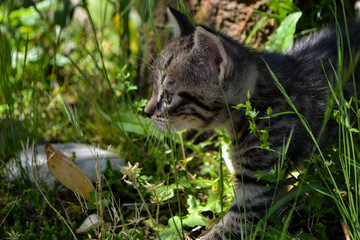 Adventurous kitten in nature