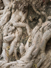 Fototapeta na wymiar texture of the root form old giant tree