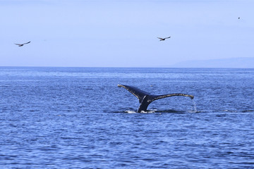 Fototapeta premium Queue de baleine grise