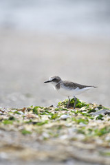 シロチドリ(Charadrius alexandrinus)