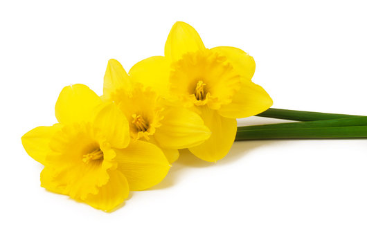 daffodils