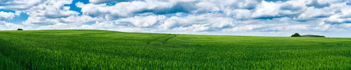 Obraz premium grünes Getreidefeld mit Wolken als Panorama