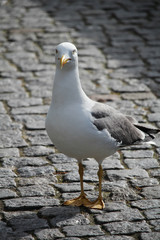 A big sea gull in Porto, Portugal 