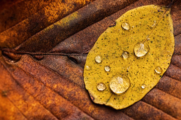 Autumn Leaves With Rain Droplets. Autumn Concept Wallpaper.