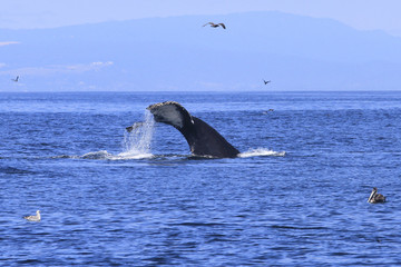 Fototapeta premium Queue de baleine grise