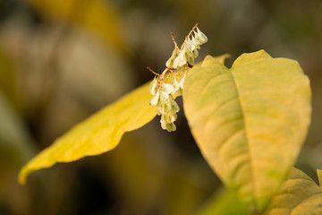 Fall foliage