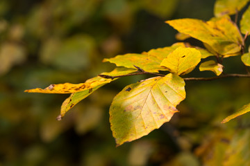 Fall foliage