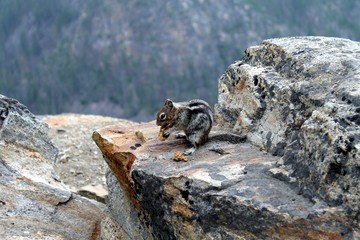 Streifenhörnchen im Myra Canyon, Kanada B.C.
