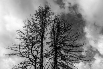 Abgestorbene Bäume in schwarz-weiß als Zeichen für den Tod