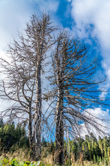 Abgestorbene Bäume als Zeichen für Endlichkeit