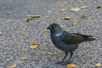 crow 