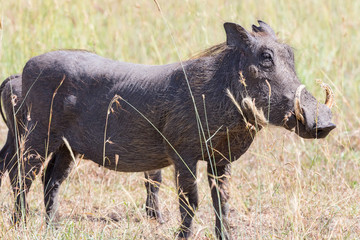 Warthog standing in the grass of the the savannah