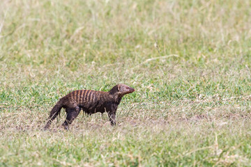 Muddy Banded mongooses in the savannah