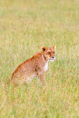 Lioness sitting and close her eyes