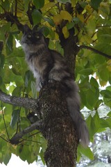 Black smoke maine coon