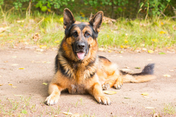Dog german shepherd in the forest