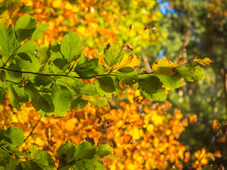 Grüne und gelbe Buchenblätter