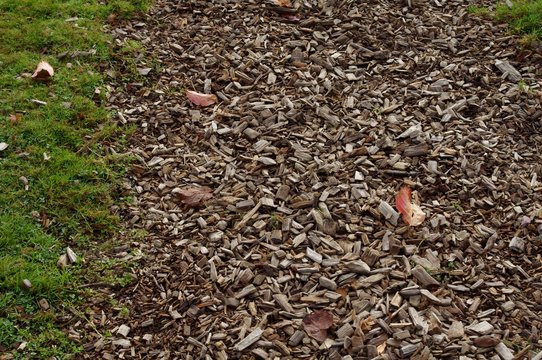 Bois ram&eacute;al fragment&eacute;