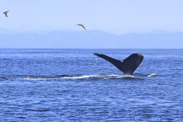 queue de baleine grise