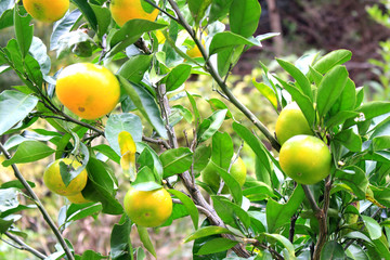 mandarin orange tree