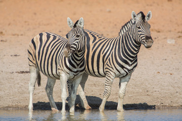 Fototapeta na wymiar Couple of plains zebra (Equus quagga), Etosha National Park, Namibia