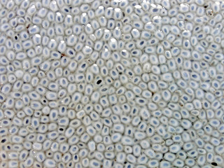 Hairy Basil texture close-up