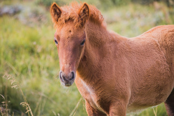 Portrait of a brown icelandic pony on a pasture.