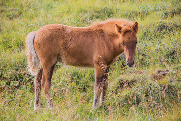 Fototapeta premium Icelandic horse on a green field