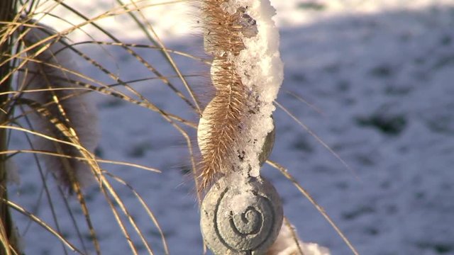 Angeschneites Binsengras bewegt sich im Wind