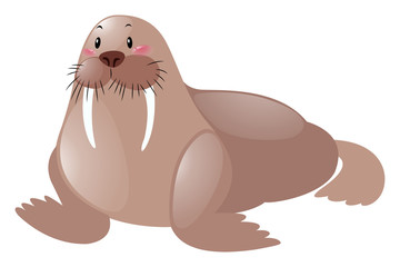 Cute sea lion on white background