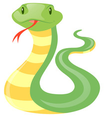 Fototapeta premium Green snake on white background