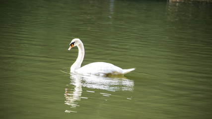 close uo of white swan