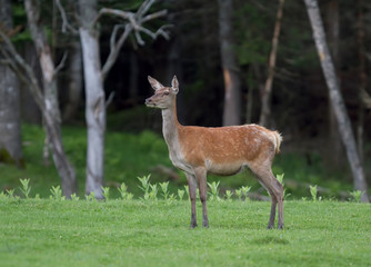 Naklejka na ściany i meble Red deer doe standing in a grassy meadow