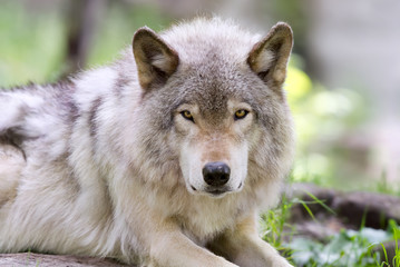 Timber wolf or Grey Wolf (Canis lupus) closeup looking at the camera in Canada