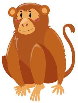 Monkey with brown fur
