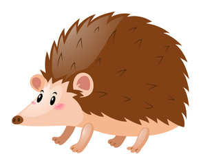 Little hedgehog on white background © brgfx