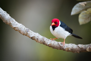 Yellow-billed cardinal on branch looking at camera