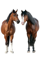 Fototapeta na wymiar Two horse standing isolated on white background