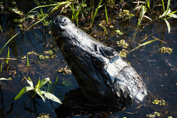 Yacare caiman raising head out of water