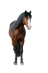Naklejka premium Bay horse standing isolated on white background