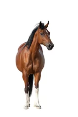 Foto op Plexiglas Baai paard staande geïsoleerd op witte achtergrond © kwadrat70