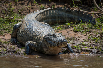 Obraz premium Yacare caiman on grassy beach eyeing camera