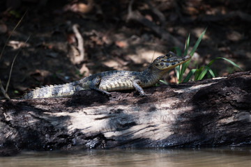 Yacare caiman on dead log beside river