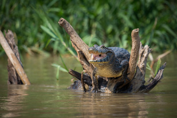 Yacare caiman on dead logs opening mouth