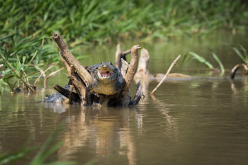 Yacare caiman on dead branches in river