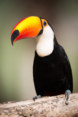 Toco toucan sitting on branch in sunshine